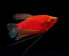 Glofish Starfire Red Pearl Gourami 3-3.5
