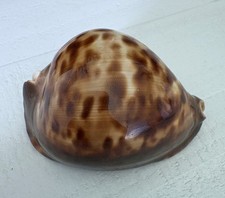 Cypraea Zoila Thersites Seashell Gascoin West Australia 73mm From Old Collection picture