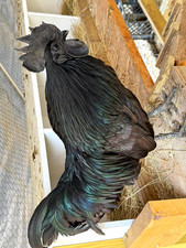 Ayam Cemani Chicken Fertile Hatching Eggs - 6 each. picture