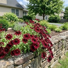 Fresh 300 Burgundy Black Eyed Susan Seeds for Home Gardening - Drought picture