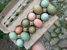 Rainbow hatching eggs picture