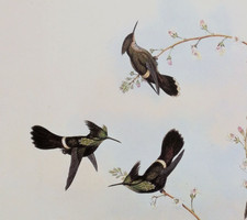 John Gould Hummingbird PERUVIAN COQUETTE Botanical Vtg Art Bookplate Print 125 picture
