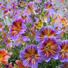 Chilean Morning Glory Seeds - 100pcs Mixed Color Blooms for Stunning Garden picture