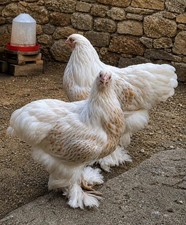 12+ Rare Breed Chicken Fertile Hatching Eggs, Brahma, LF Cochin, Sweddish Flower picture