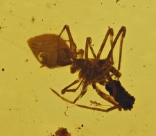 Rare Archaeidae (Assassin Spider), Fossil Insect Inclusion in Burmese Amber picture