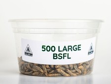 Reptile Food - LIVE Black Soldier Fly Larvae (Large) picture