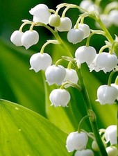 Lily of the Valley 30+ pips, White, FRAGRANT, Hardy Perennial picture