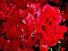 Bougainvillea - 'San Diego Red' picture