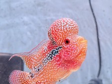 Dual Tone Big Kok Bonsai Kamfa Flowerhorn PNPV 15- Size 3 Inches picture