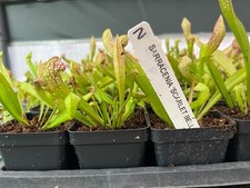 Scarlet Bell Pitcher Plant - Sarracenia Scarlet Bell - Live Carnivorous Plant picture