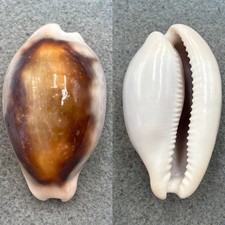 #2 Cypraea spadicea 50.6mm F+ California  picture