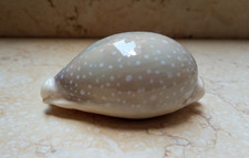 F Cypraea camelopardalis RARE HUGE SIZE WOW red Sea Shell Cypraeida F++++ 85mm picture
