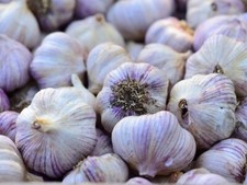 Siberian Garlic ,Whole Garlic Bulbs, Bulbs are ready for eating or planting. picture