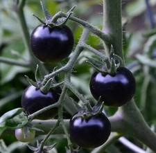 30+ EUROPEAN BLACK CHERRY TOMATO SEEDS --- SWEET -------------- RARE picture