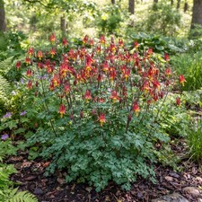 COLUMBINE EASTERN RED Aquilegia Canadensis - 255 Bulk Seeds picture