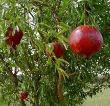 Pomegranate - 'Wonderful' - Punica granatum - Actively Growing Live Plant picture