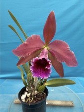 Cattleya Pauline Portilla (percivaliana X tenebrosa) Orchid 4.5” Pot 3 Growths picture