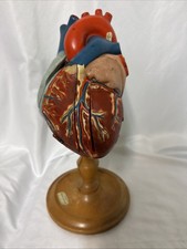 Vintage Denoyer-Geppert Anatomical Heart With Stand, Flaps Open/ See Pics picture