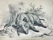 Wild Boar Antique Print Lithograph Gustav Jakob Canton 1800s Victorian 10x8