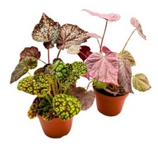 Harmony's Rhizomatous Begonia Assortment, 4 inch 3 Different Rhizo Begonias picture
