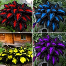 Mixrug Hosta Seeds for Planting, 200+pcs Rare Perennial Flower Blue  picture