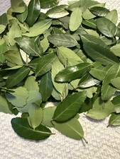 Wild-Foraged Yaupon Holly Leaves 2oz 100% Natural & Clean Dehydrated Caffeine picture