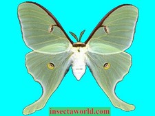 Luna moth,  Saturniidae, Actias luna (insects farm production) REAL MOTH picture