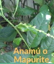 Anamu picture