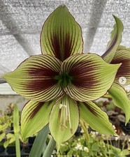 RARE Hippeastrum papilio Butterfly Amaryllis Species Live Bulb Plant 4