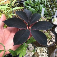 Amorphophallus atroviridis bulb caudex - tropical RARE plant picture
