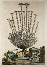 1696 Stachys Citrina, large folio, botany, Abraham Munting, large folio picture