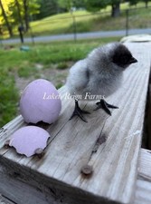 6 Blooms & Speckles Rainbow Hatching Eggs chance for Fibro Npip/ai picture
