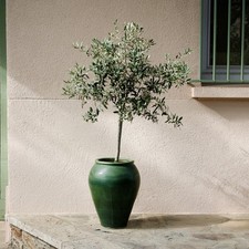 Arbequina Olive Tree Live Plant Self Fertile Fruit Tree Indoor Outdoor Potted picture