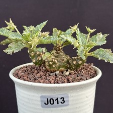 Dorstenia horwoodii Rare Caudex Succulent Live Plant Exact Plant picture