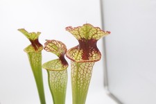 Sarracenia - (Leucophylla x Moorei) x Lunchbox picture