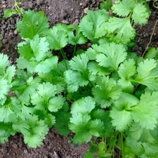 Leisure Cilantro/Coriander Seeds | Heirloom / Non-GMO |  | 1280 picture