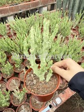 1pcs Caralluma socotrana Asclepiadaceae RareSucculent plants Garden Plants picture