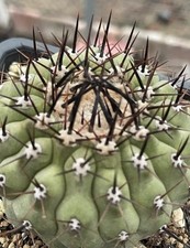 1pc 6cm RareSucculent  Copiapoa cinerea  Self Rooted Own RootedWYSIWYG picture