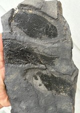 Wonderful Rare Mortality Plate Of Jurassic Dinosaur Age Fish Fossils Semionotus picture