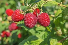 3 Heritage Red Raspberry - Rubus idaeus - Starter Plugs picture