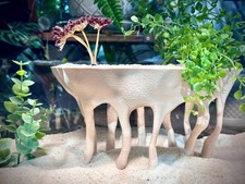 Mangrove-Style Raised Roots — a freestanding Decor piece with an Bone picture