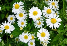 500 ROMAN CHAMOMILE SEEDS | SALE  NON GMO picture