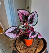 Rex Begonia Painted Leaf Live Plant Pink Silver Burgundy Foliage 4