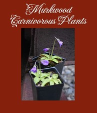 Pinguicula vulgaris var Macroceras Horned Temperate Butterwort 20 Ct FRESH SEEDS picture