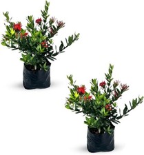 Ixora Taiwanese Red Dwarf (Pack of 2) | Taiwanese Red Flower Live Indoor Plant picture
