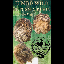 40 + Jumbo Wild (Brown) Coturnix Quail Hatching Eggs NPIP (+25% Extras) picture