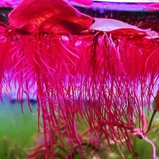 80+Leaf Red Root Floaters Live  Aquarium Floating Plant Buy 2 Get 1 Free picture
