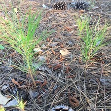 15 loblolly pine trees seedlings wild grown 8-12