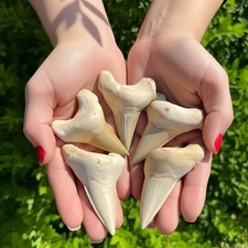 Beautiful Otodus Shark Fossil Prehistoric Megalodon Morocco Gift Kids picture