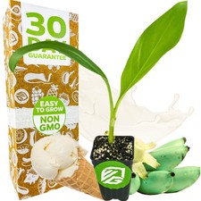 Ice Cream Banana (Blue Java) - Musa picture